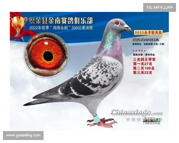 2015常胜俱乐部赛事-常胜特比赛鸽俱乐部2019